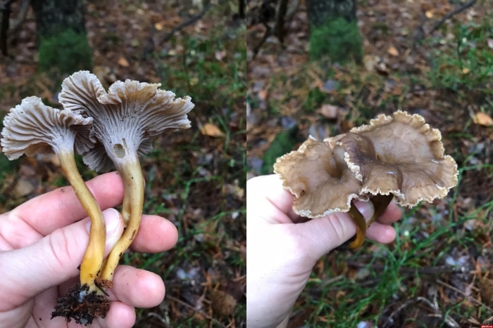 Лисичка воронковидная трубчатая