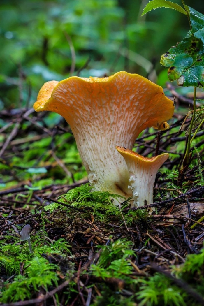 Лисичка гриб ложная