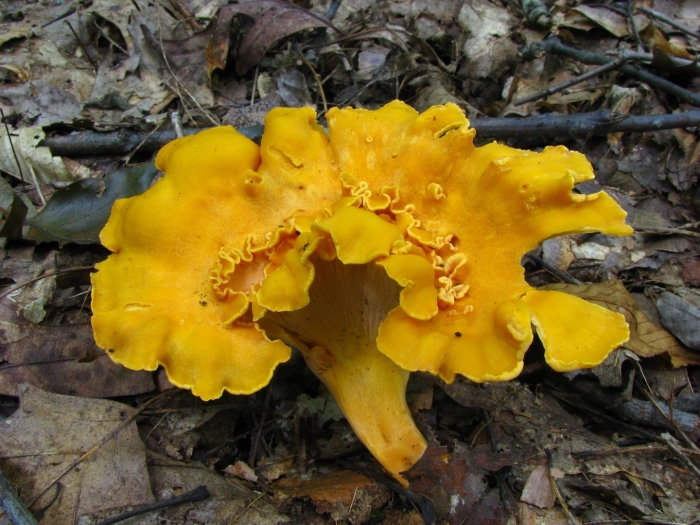 Cantharellus appalachiensis