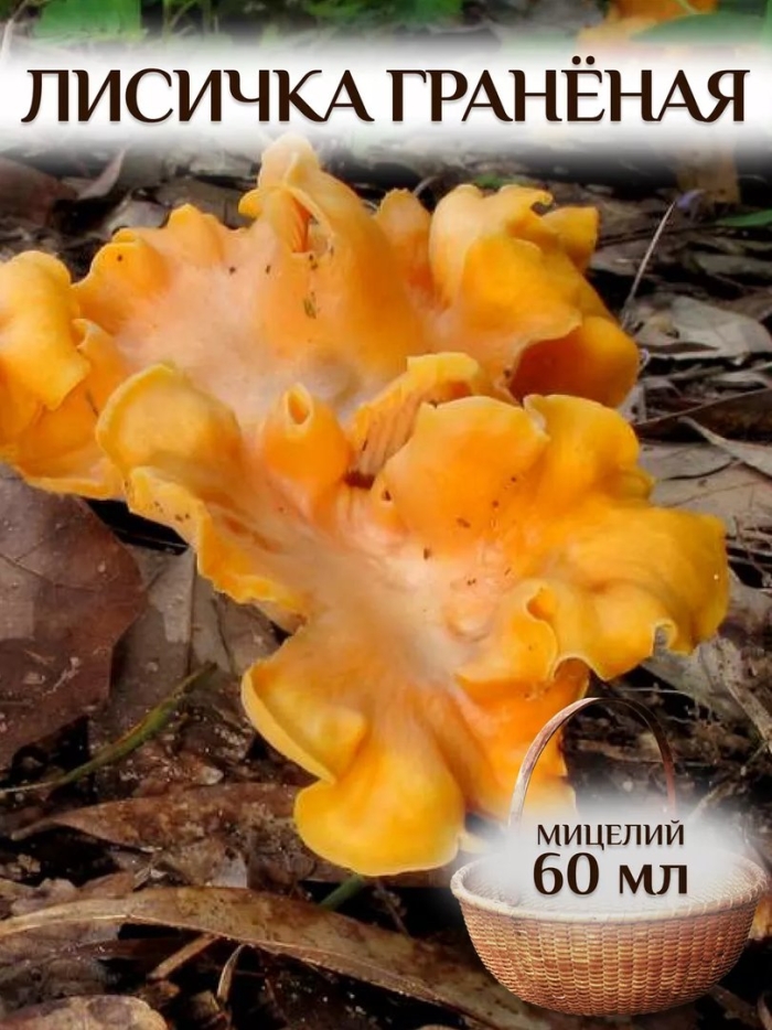 Мицелий лисичек