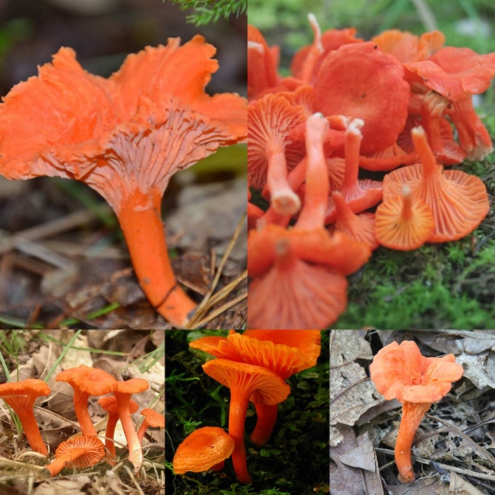 Лисичка киноварно-красная