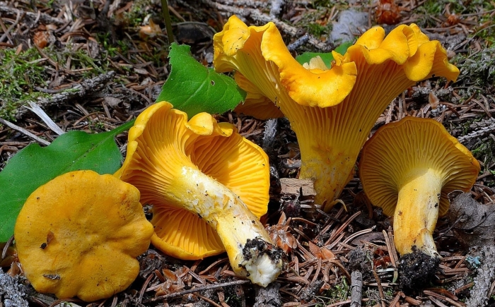 Съедобные грибы лисички