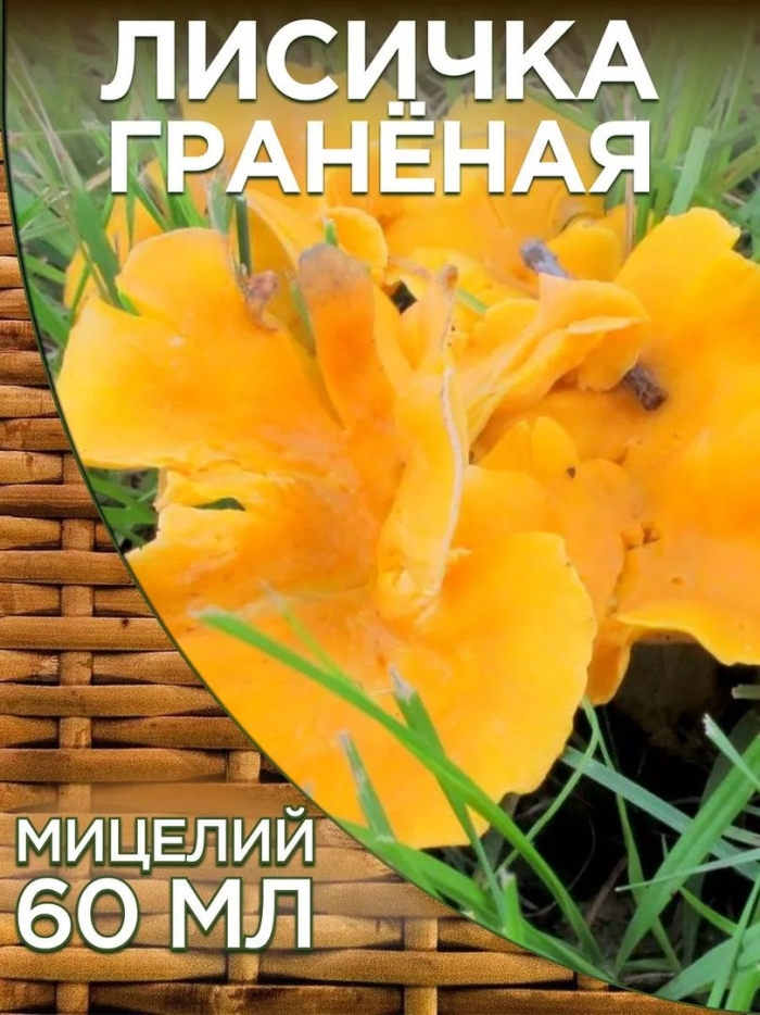 Мицелий лисичка гранёная