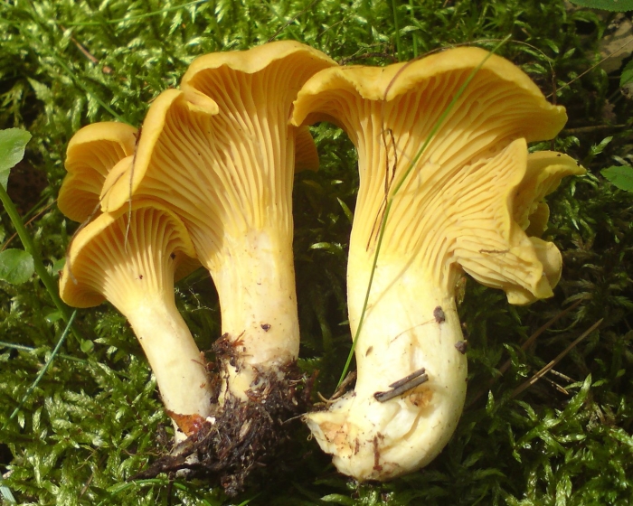 Cantharellus subalbidus