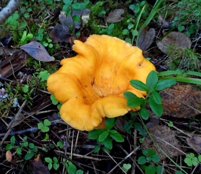 Лисичка горбатая