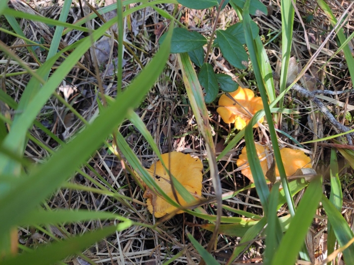 Лисичка обыкновенная гриб