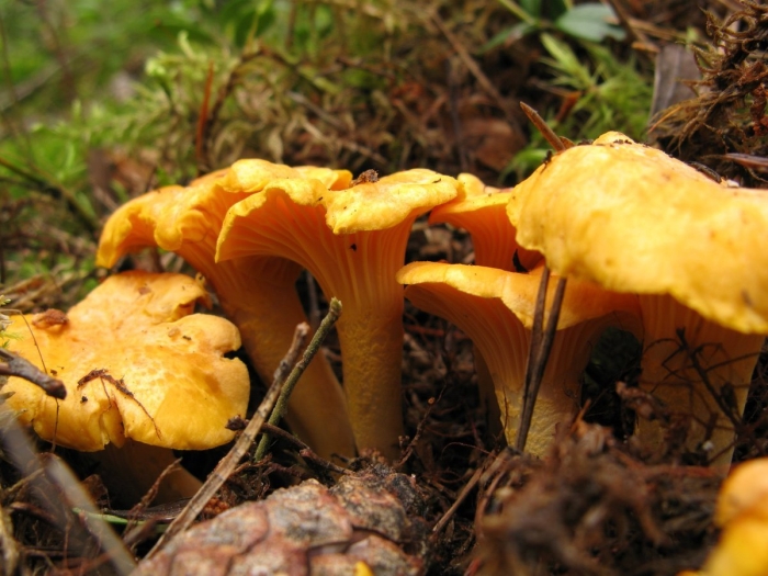 Гриб лисичка