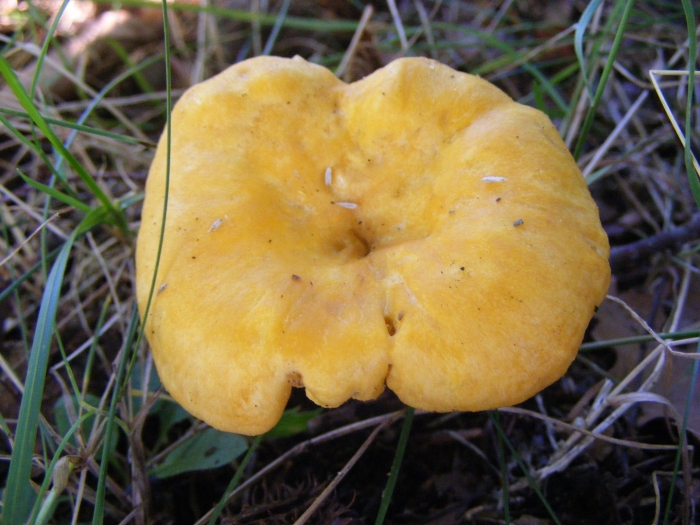 Лисичка бархатистая гриб