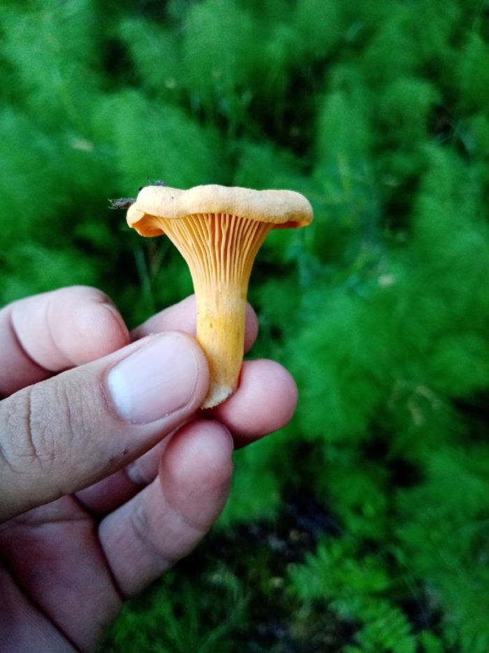 Ложная лисичка гриб