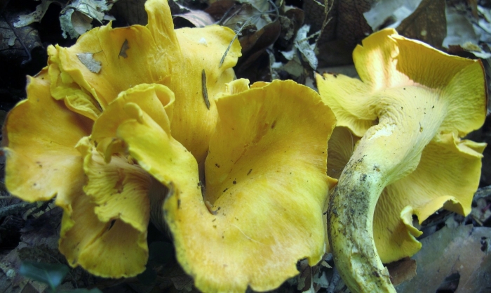 Cantharellus cibarius