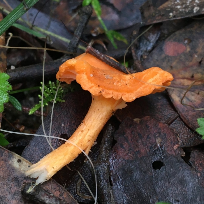 Лисичка булавовидная