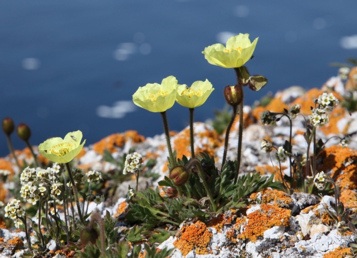 Мак полярный (papaver radicatum)