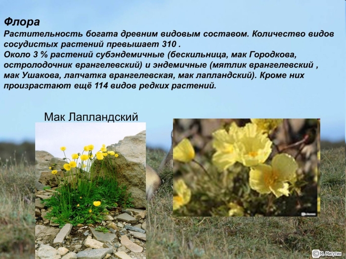 Бескильница эндемик острова врангеля