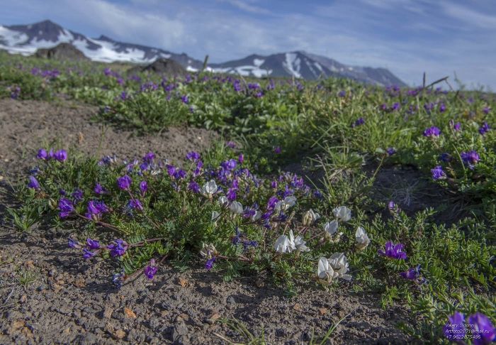 Остролодочник врангелевский остров врангеля