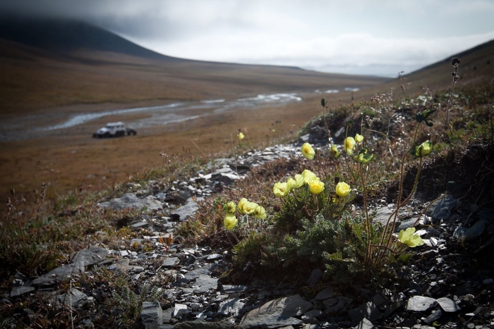 Полярный мак арктических пустынь