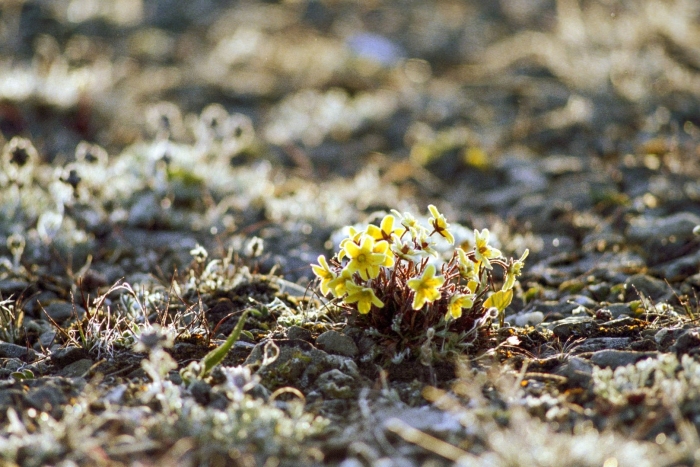 Заповедника острова врангеля дриада