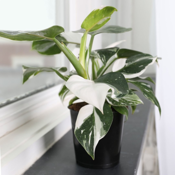 Филодендрон вайт визард