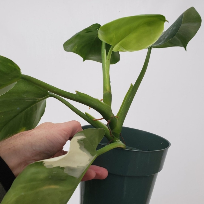 Филодендрон white wizard