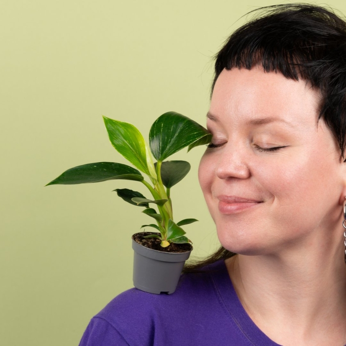 Филодендрон сканденс