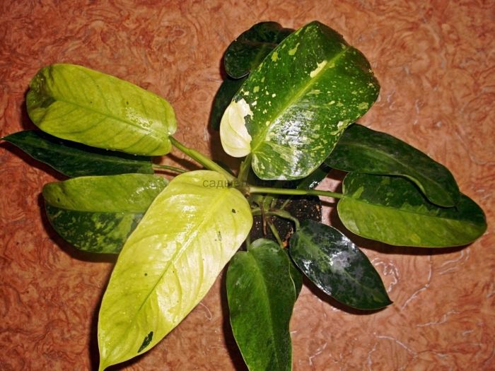 Филодендрон марбл уайт