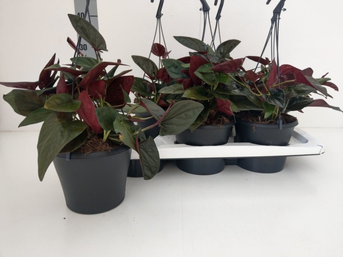 Сингониум эритрофиллум