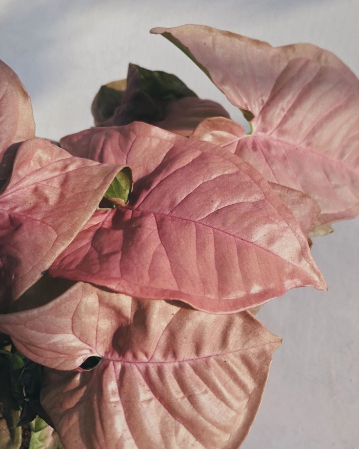 Сингониум ред харт