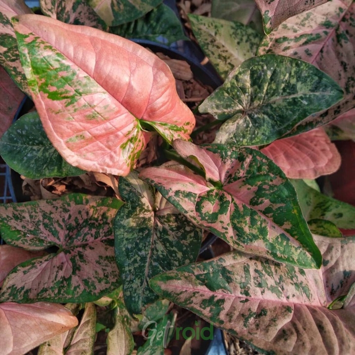 Сингониум флексид