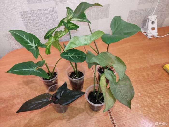 Комнатное растение