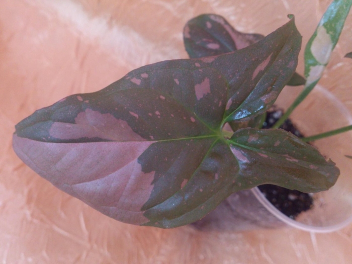 Сингониум ред спот