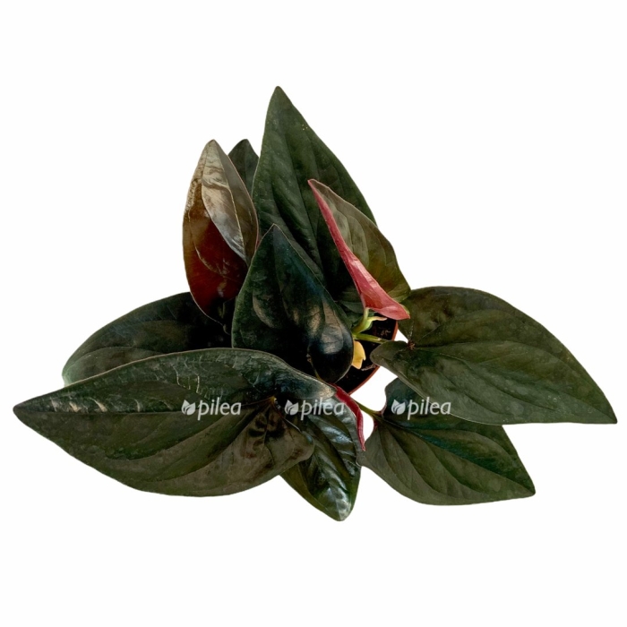 Сингониум ред арроу