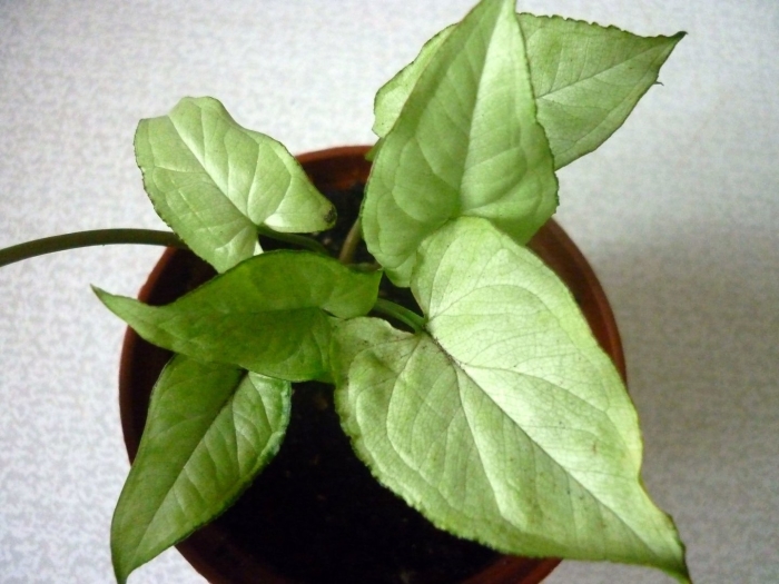 Сингониум лайма