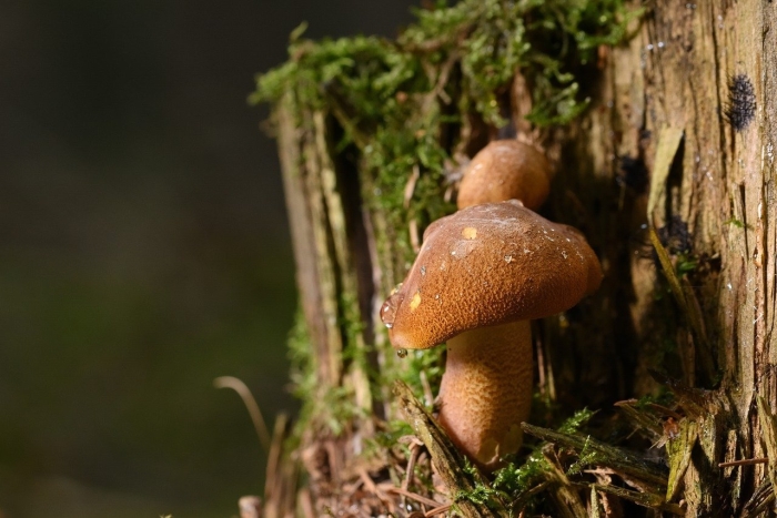 Сосновик гриб