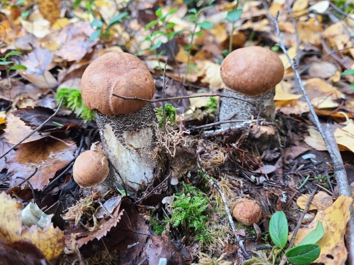 Грибы в октябре