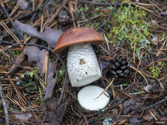 Подосиновик гриб