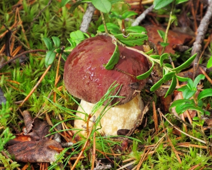 Боровик гриб