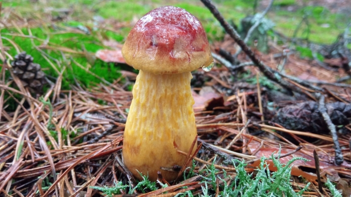 Aureoboletus projectellus