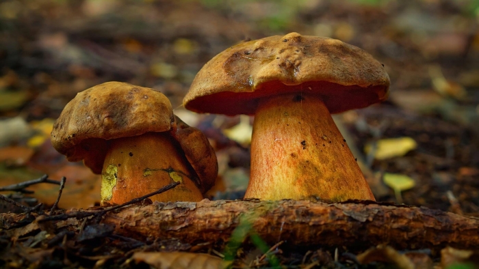 Поддубник крапчатый гриб