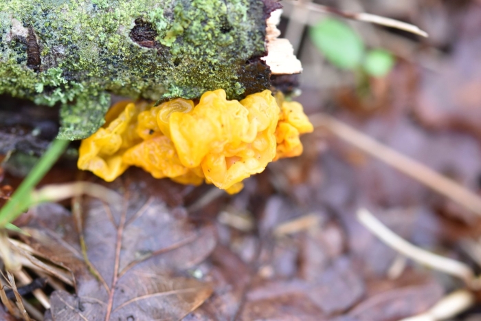 Дрожалка оранжевая tremella mesenterica