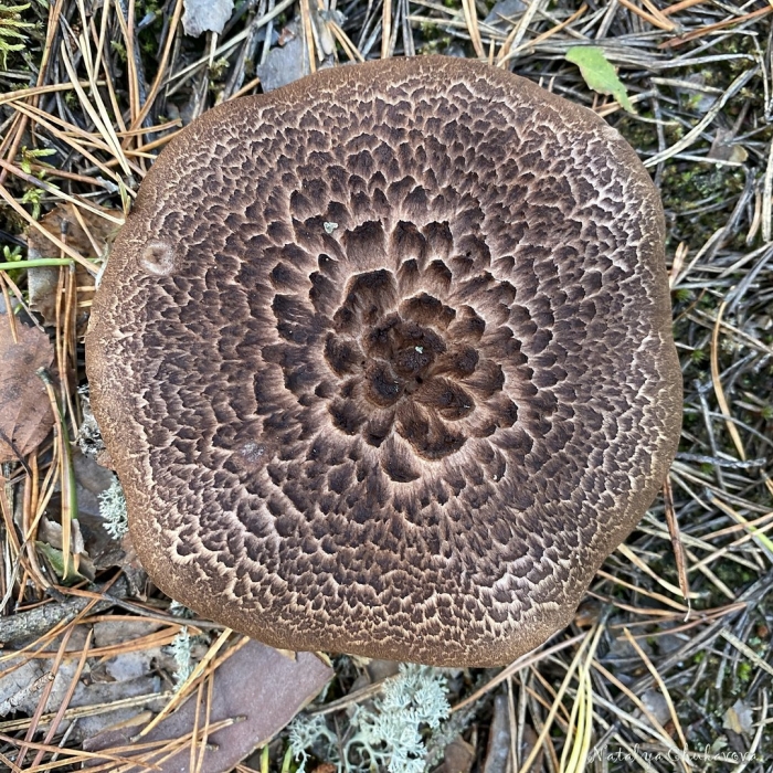 Ежовик пестрый гриб