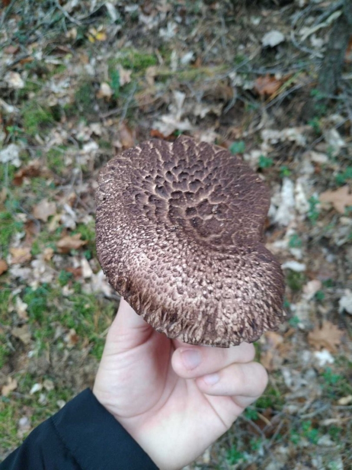 Ежовик черепитчатый