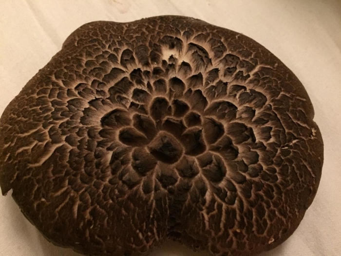 Ежовик пестрый sarcodon imbricatus