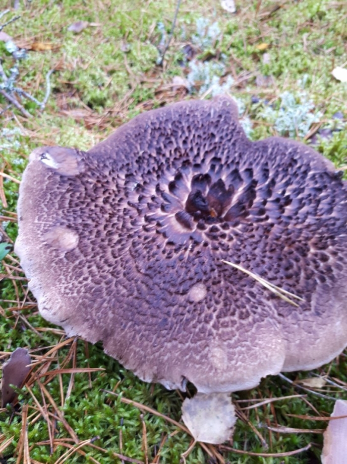 Гриб ежовик черепитчатый