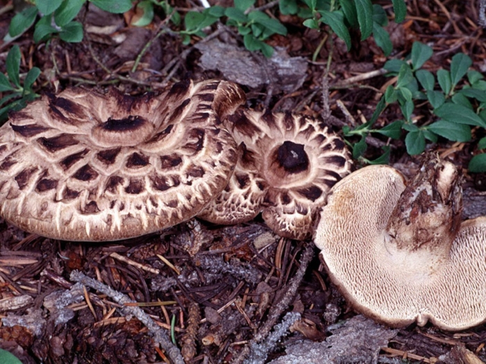 Ежовик пестрый гриб