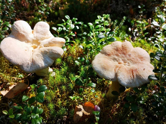 Гриб ежовик желтый