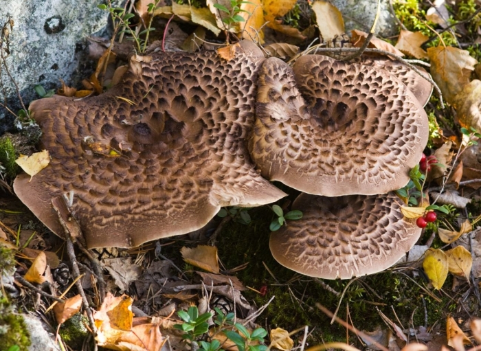 Ежовик пестрый