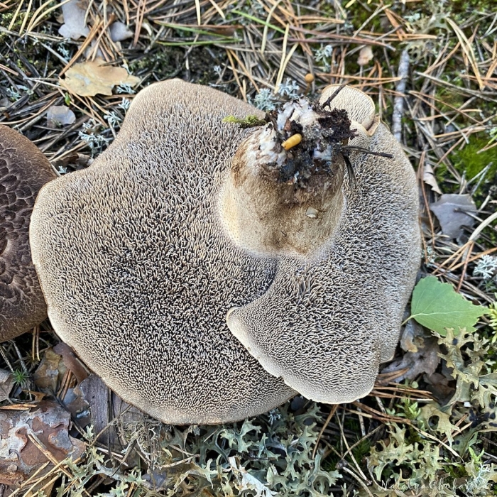 Гриб ежовик шероховатый