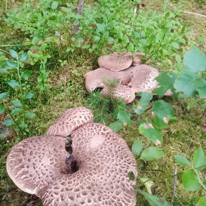 Ежовик пестрый гриб