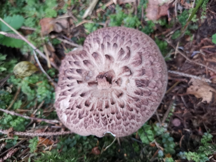 Гриб ежовик шероховатый