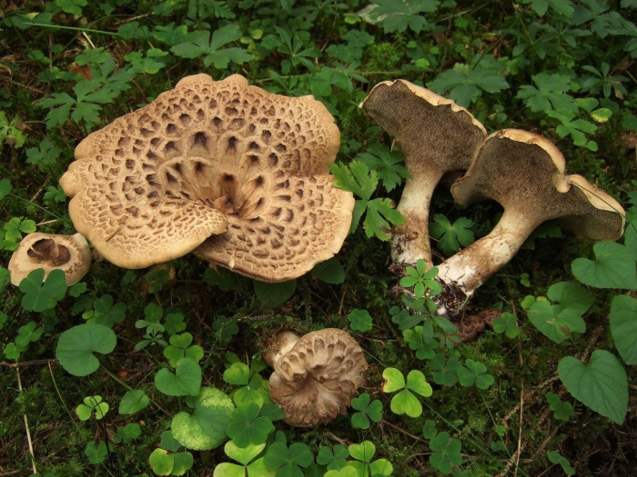 Ежовик пестрый sarcodon imbricatus