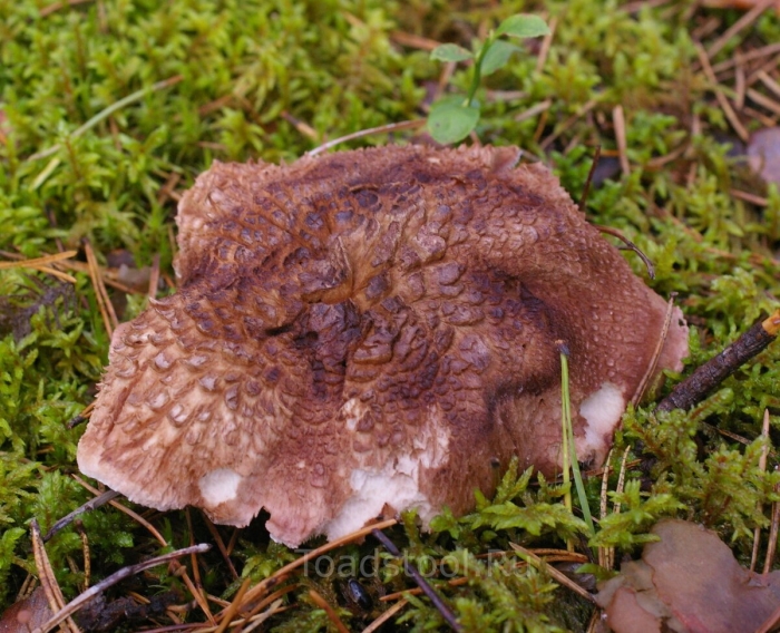 Ежовик гребенчатый гриб